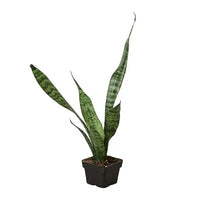 Snake Plant 'Zeylanica' standing tall in a pot, showcasing entire plant shape and leaf pattern.
