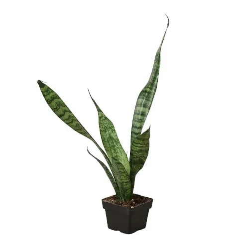 Tall Snake Plant 'Zeylanica' with long upright sword-shaped leaves in a white pot.