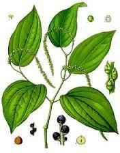 Essential Oil - Black Pepper