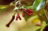 Essential Oil - Clove