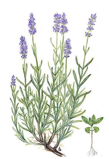 Essential Oil Blend Balancing (Rose Geranium Lavender)