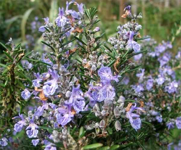 Essential Oil - Rosemary