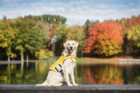 Back view of adjustable yellow dog life jacket with reflective strip and handle