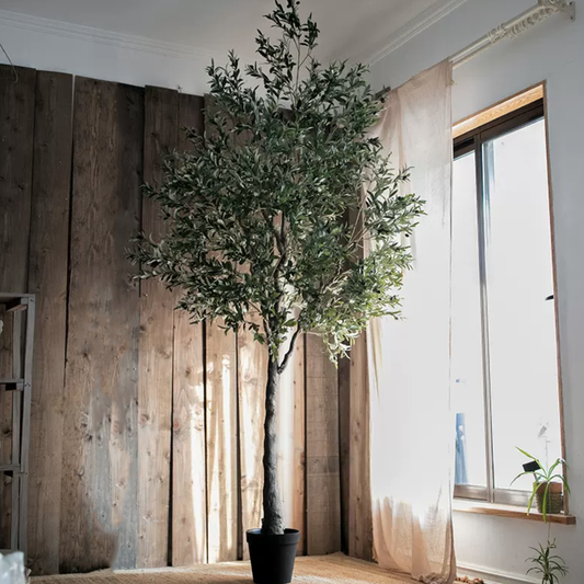 Extra Large Tall Olive Tree 118