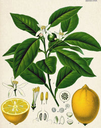 Essential Oil Blend Evening (Neroli Lemon)