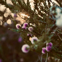 Close-up of fresh green melaleuca (tea tree) leaves symbolizing tea tree essential oil.
